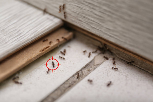 Best Wasp Removal Services  in Huron, OH