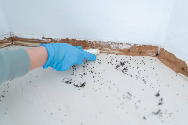 Best Ant Control Services  in Huron, OH
